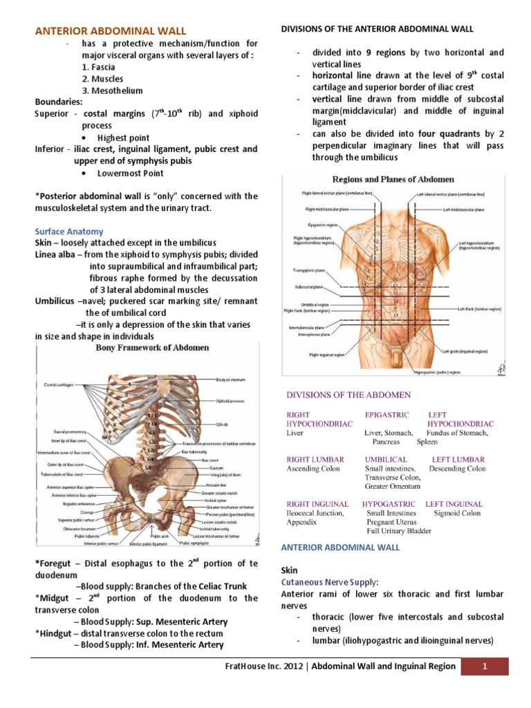 Anterior Abdominal Wall | PDF | Abdomen | Peritoneum