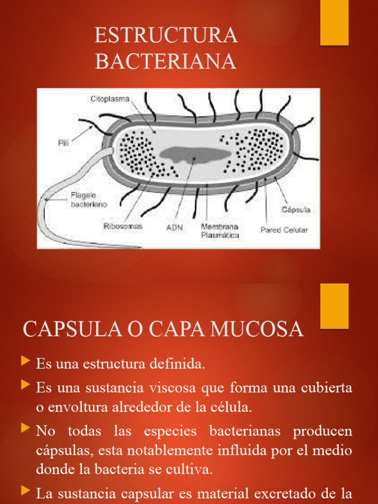 ESTRUCTURA BACTERIANA | PDF | Membrana celular | Bacterias Gram Positivas