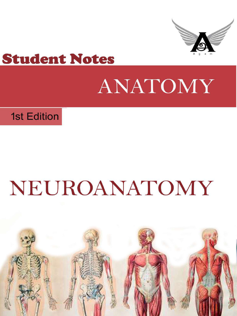 8 Agam Neuroanatomy Notes Download Free Pdf Spinal Cord Cerebellum