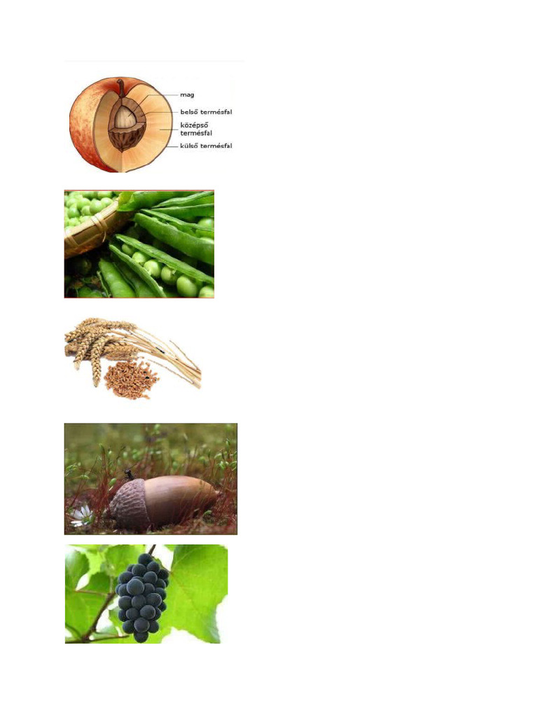 Termés Típusok | PDF
