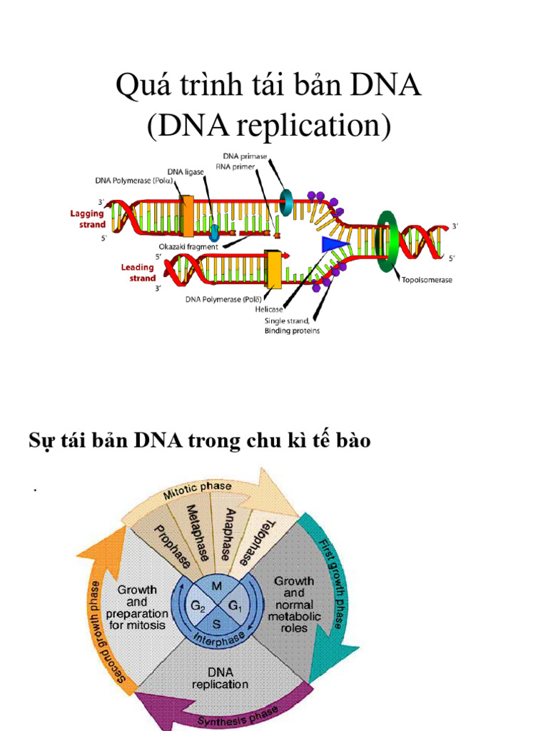 5 SHPT - Su Tai Ban DNA | PDF