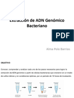 Lab - 2 - Extracción de ADN Genómico Bacteriano