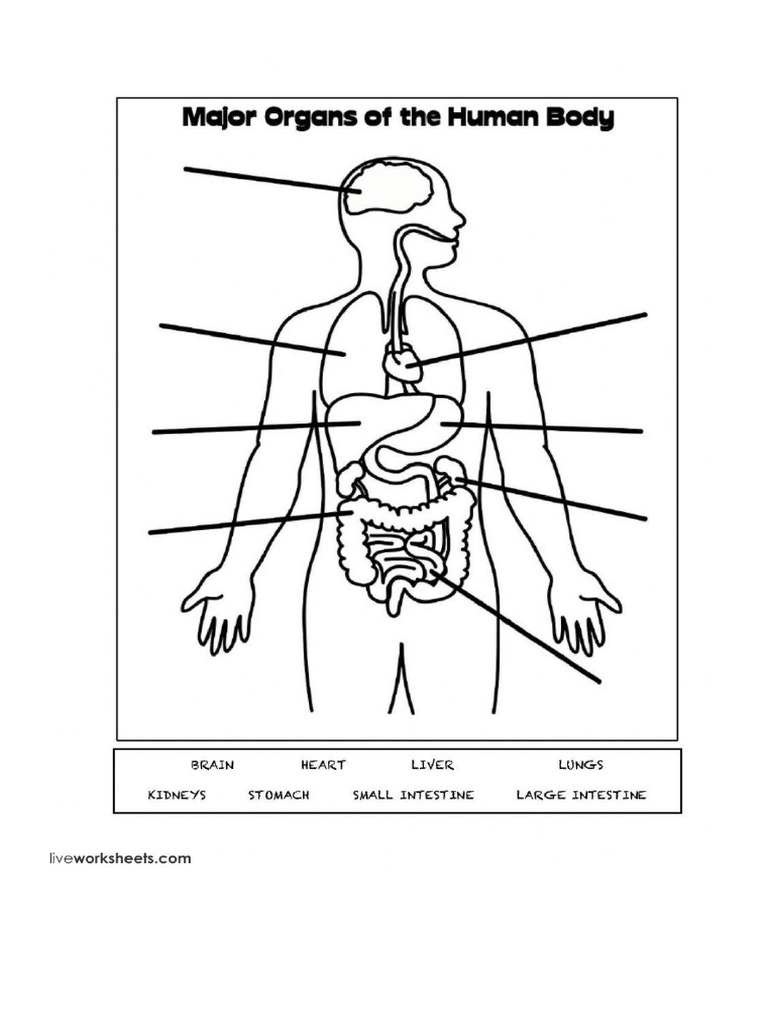 Human Body | PDF