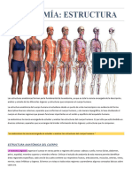 Estructura Anatómica Del Cuerpo Humano