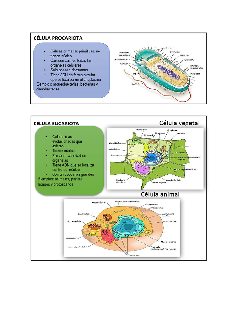 Diferencias entre Células Procariotas y Eucariotas | PDF | Ciencia y ...