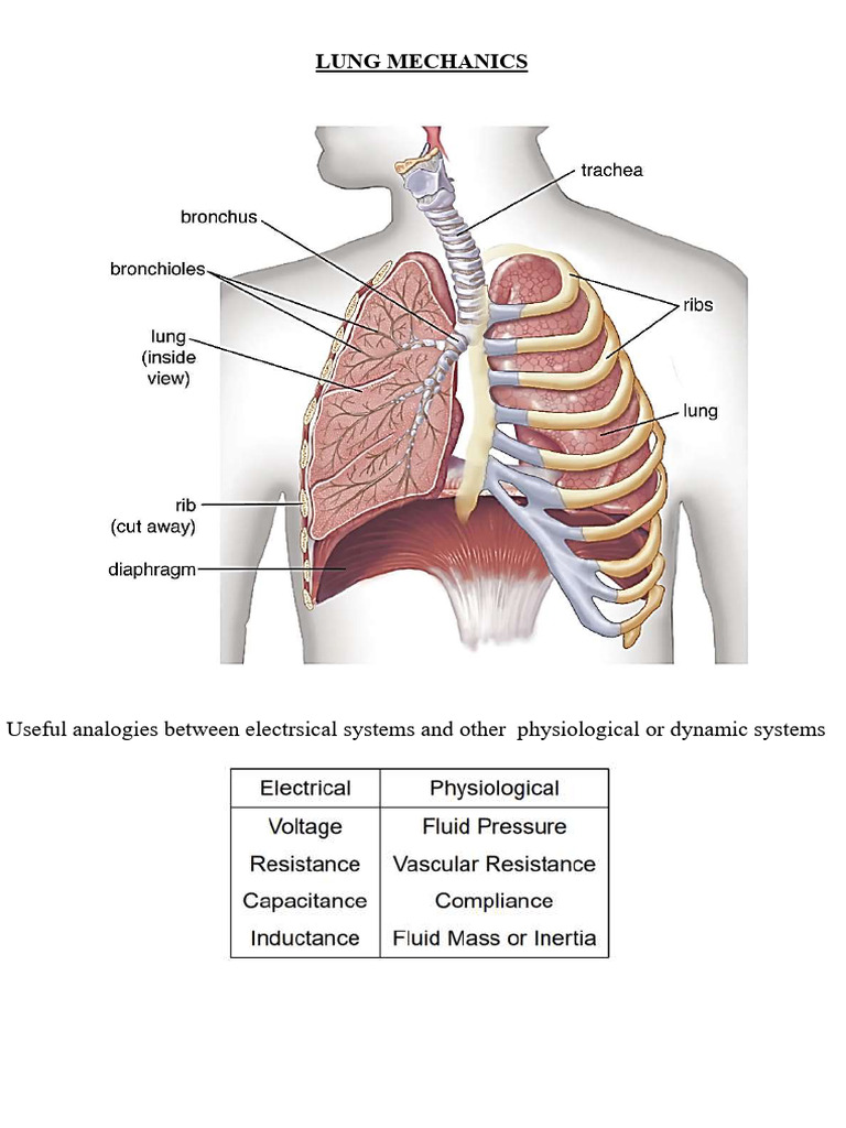 Single Compartment Lung Model Equations | PDF | Respiratory Tract | Lung