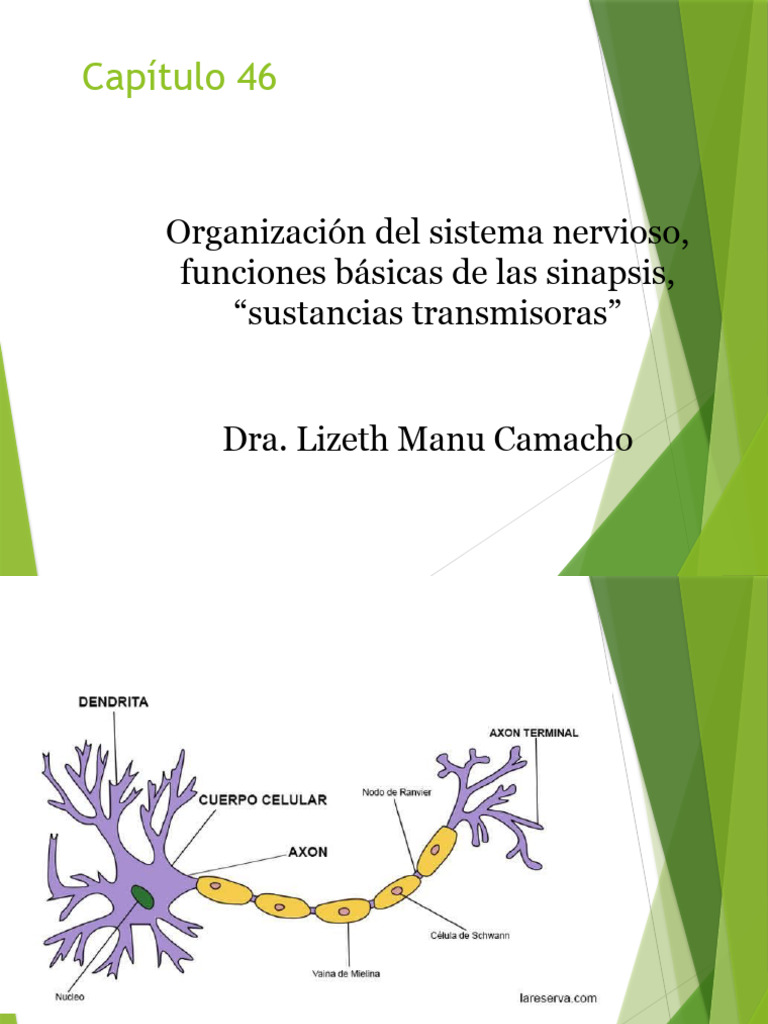 Funciones y Sinapsis del Sistema Nervioso | PDF | Sinapsis | Neurona