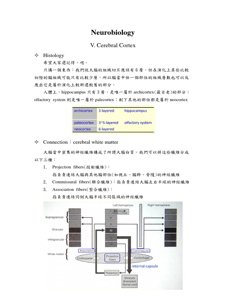 VI - Cerebral Cortex | PDF