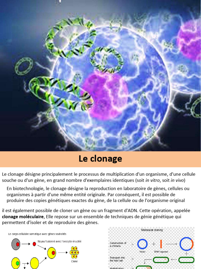Clonage moléculaire et vecteurs d'ADN | PDF | Clonage | Plasmide