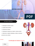Aula Sistema Urinário - Michele