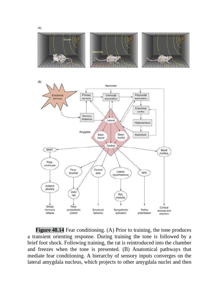 Fear Conditioning in Rats | PDF