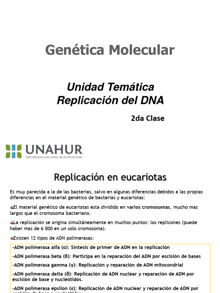 Replicación del ADN en Eucariotas | PDF | Telómero | Ciclo celular