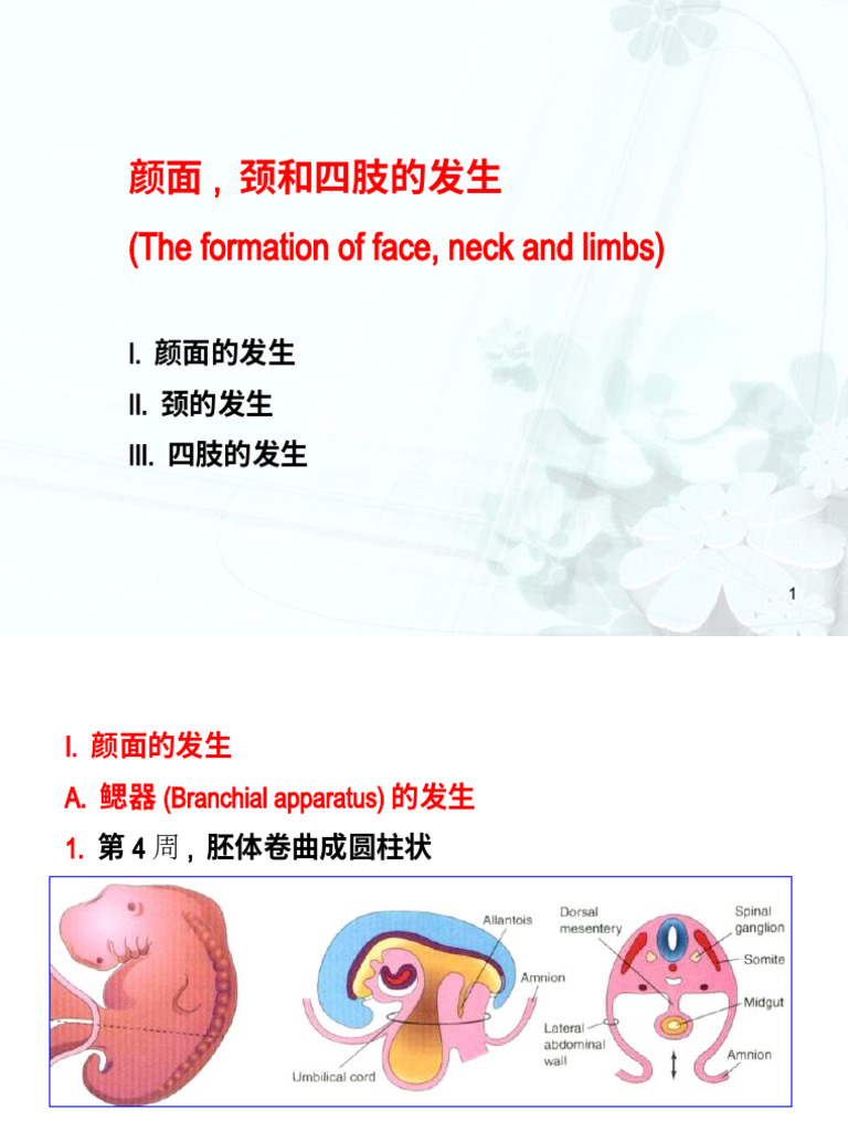 (The Formation of Face, Neck and Limbs) : I. II. Iii | PDF