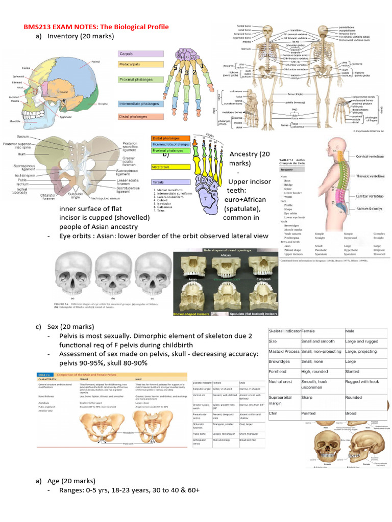 BMS213 Exam Notes: Biological Profile Analysis | PDF