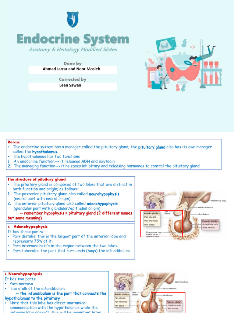 Lecture 2 - 3. Pituitary Gland | PDF | Pituitary Gland | Endocrinology
