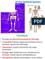 Part 5 - Human Skeletal System - Updated