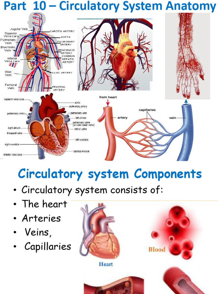 Circulatory System Anatomy Overview | PDF | Artery | Aorta