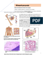 6 - Hematopoyesis