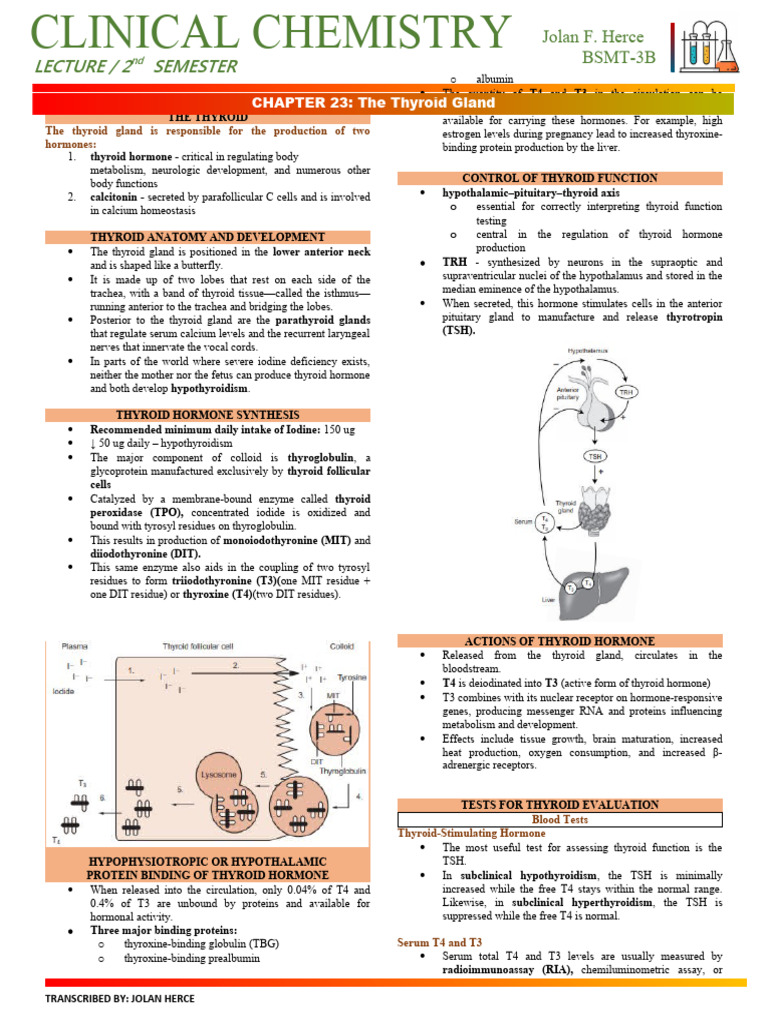 Thyroid Gland Pdf Thyroid Thyroid Disease
