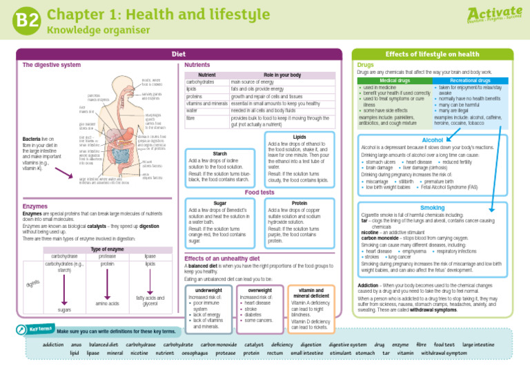 Health, Diet, and Digestion Essentials | PDF | Digestion | Foods