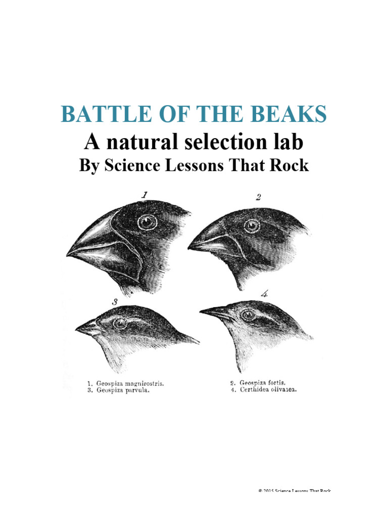 Battle of the Beaks Lab Activity | PDF | Zoology