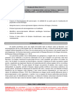 b93 TP 2 Morfología Microscópica de Bacterias y Hongos