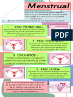 Ciclo Menstrual Biología