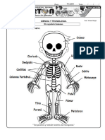 Ficha 3 El esqueleto humano-1BIM