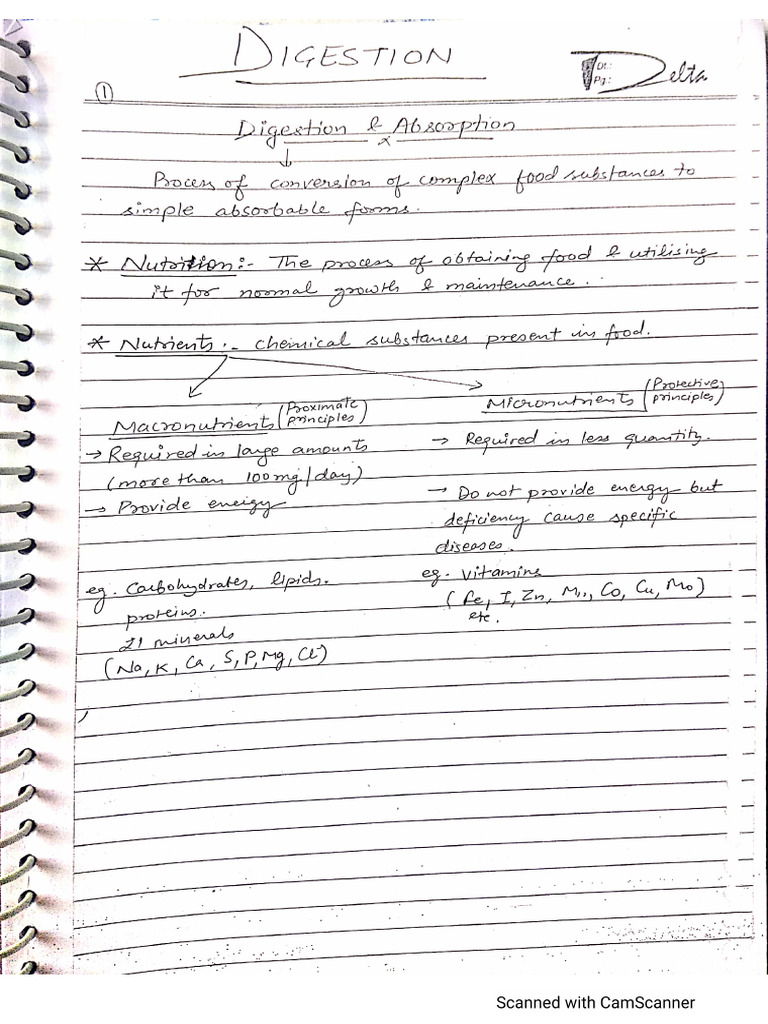 Digestive System | PDF
