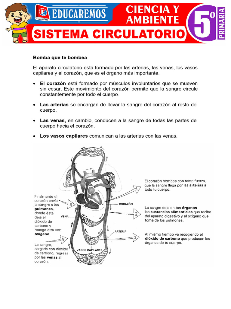 Sistema Circulatorio y Función de la Sangre | PDF | Corazón | Sistema ...