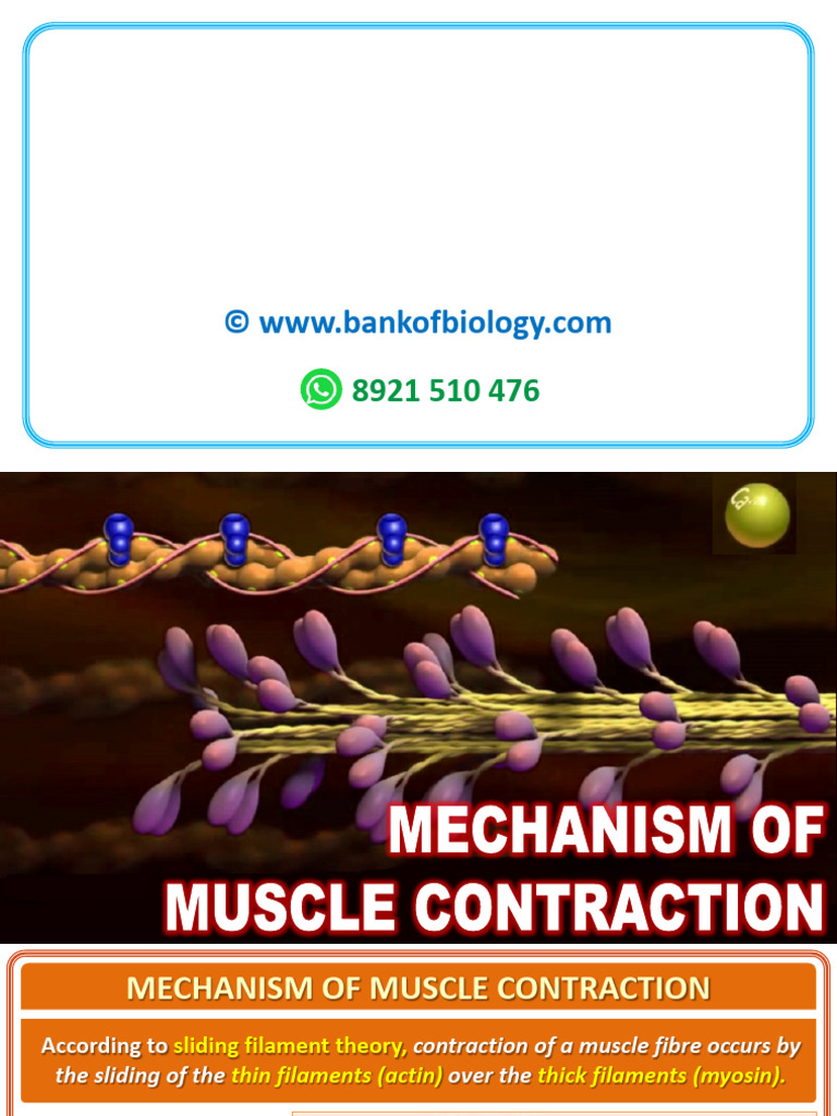 Muscle Contraction Mechanism Explained | PDF | Muscle Contraction ...
