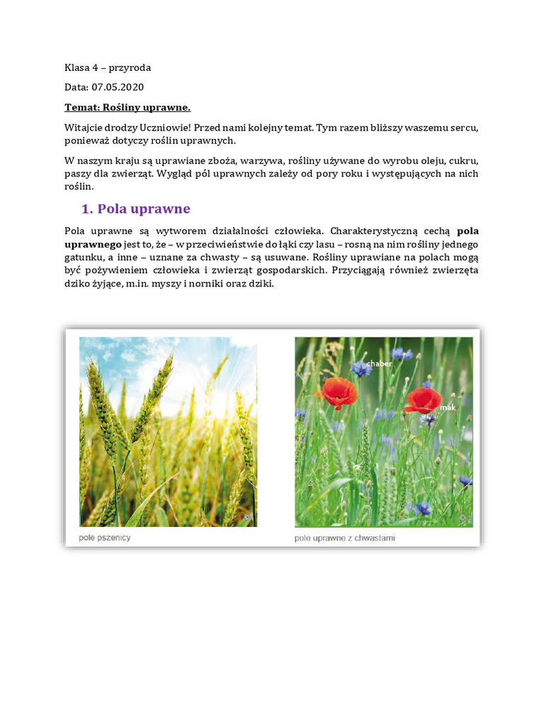 Przyroda Klasa 4 Rozdział 4 Klasa 4 Przyroda Rośliny Uprawne | PDF