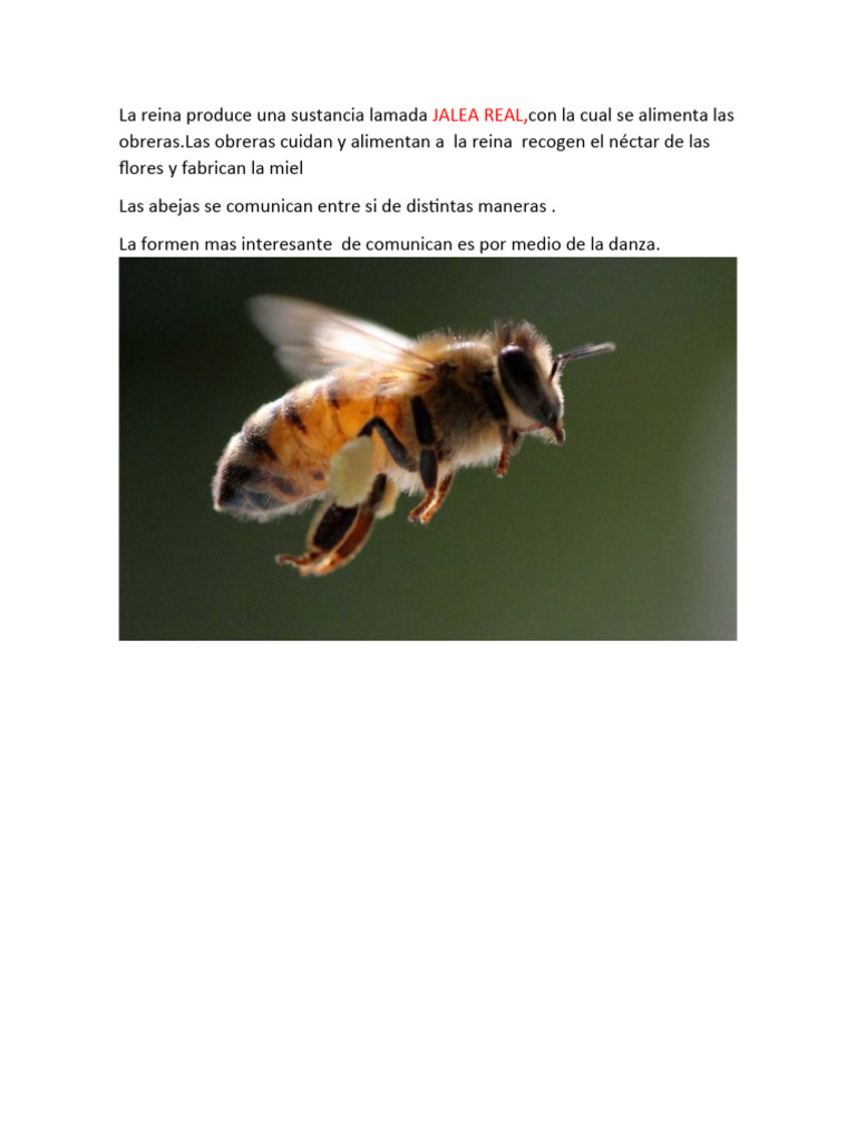 La Reina Produce Una Sustancia Lamada JALEA REAL PDF
