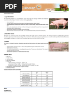 Live Stock - Pig - Breeds of Pig