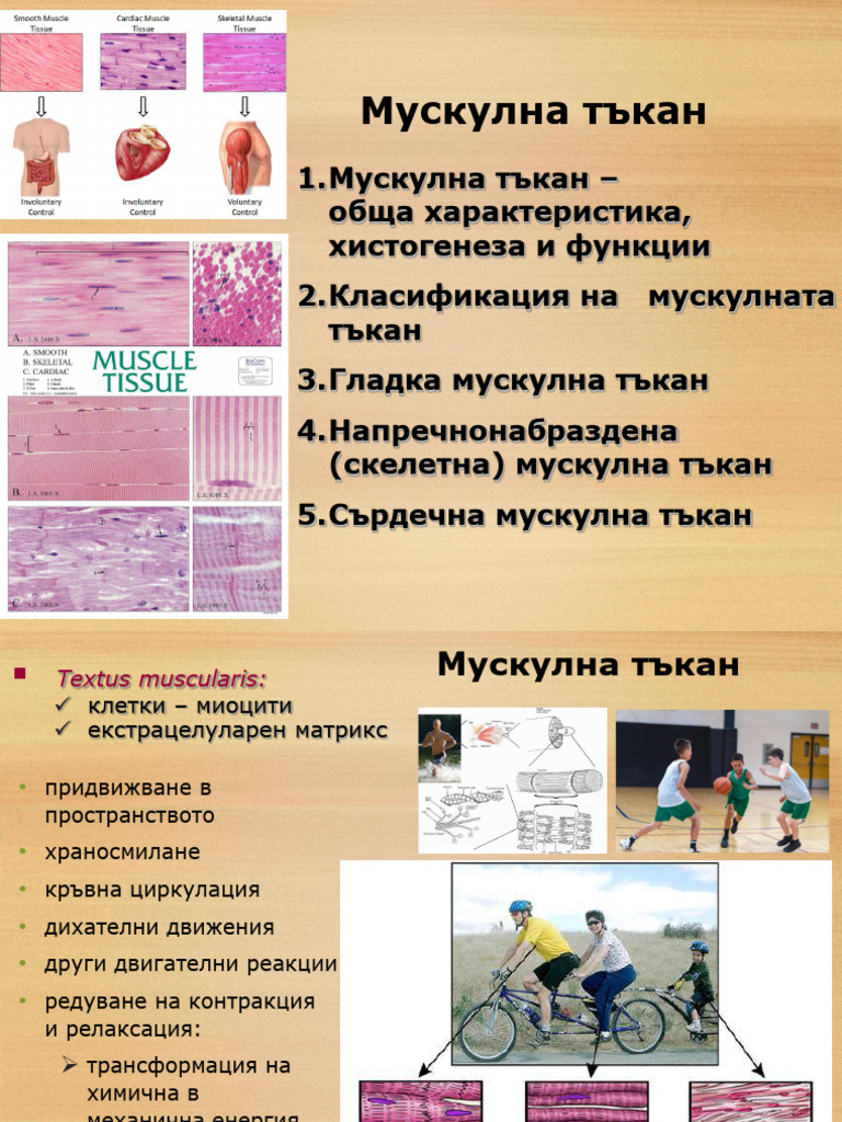 Мускулна тъкан | PDF