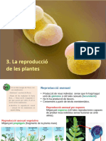 4 3 Reproduccio Plantes 23