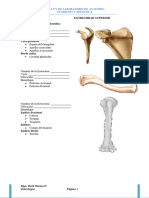 Extremidad Superior I. Completa e Identifica: Guia Nº2 de Laboratorio de Anatomia Nutrición Y Dietetica