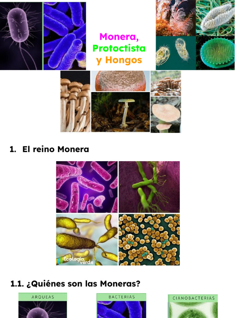 Reinos Monera, Protoctista y Hongos | PDF | Algas | Hongo