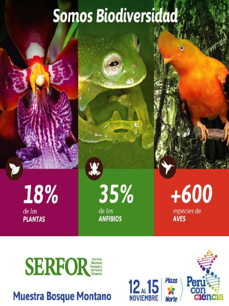 Biodiversidad Bosques montano PDF