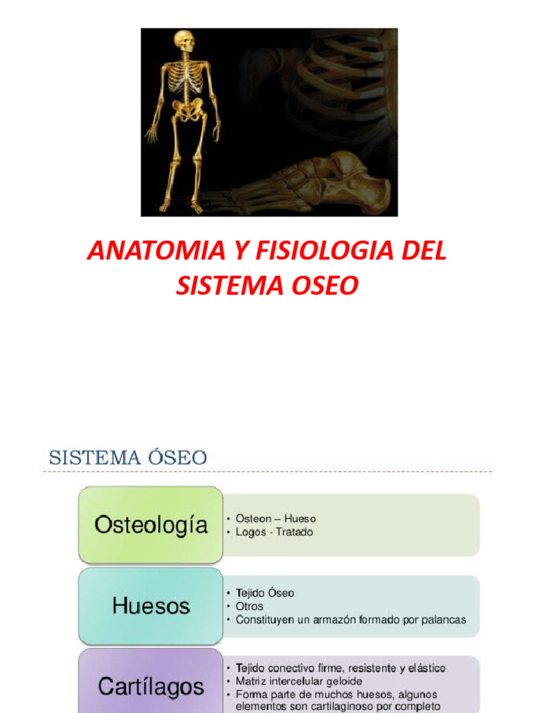 Anatomia Y Fisiologia Pdf