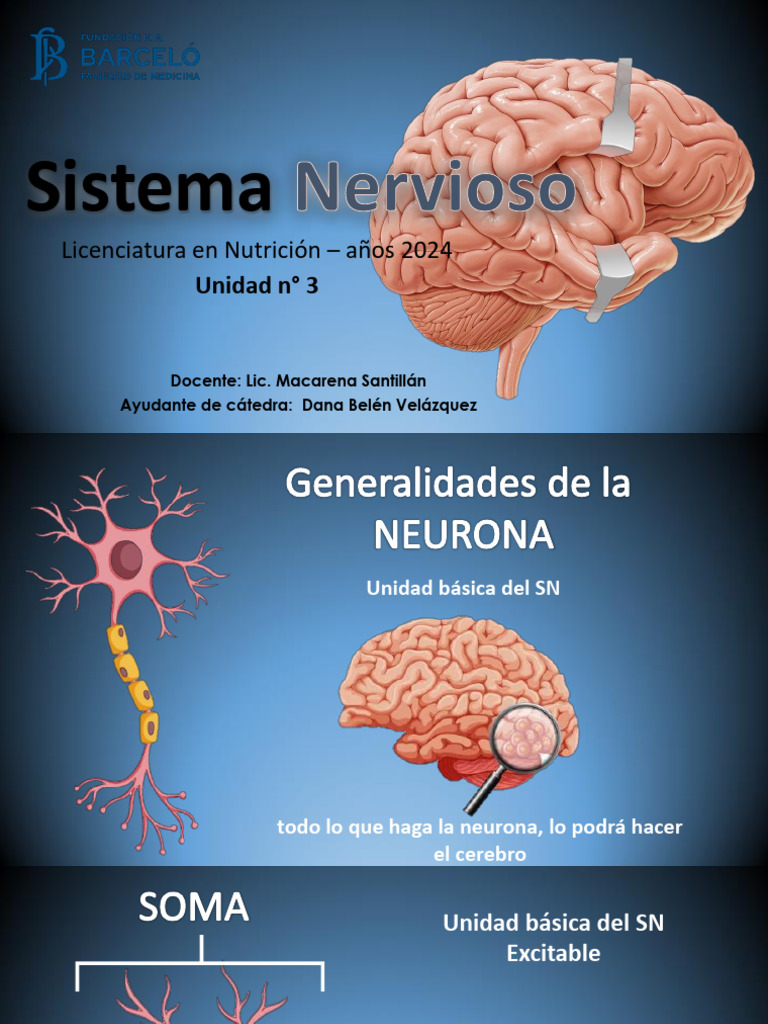 Estructura y Función del Sistema Nervioso | PDF | Neurona | Cerebro