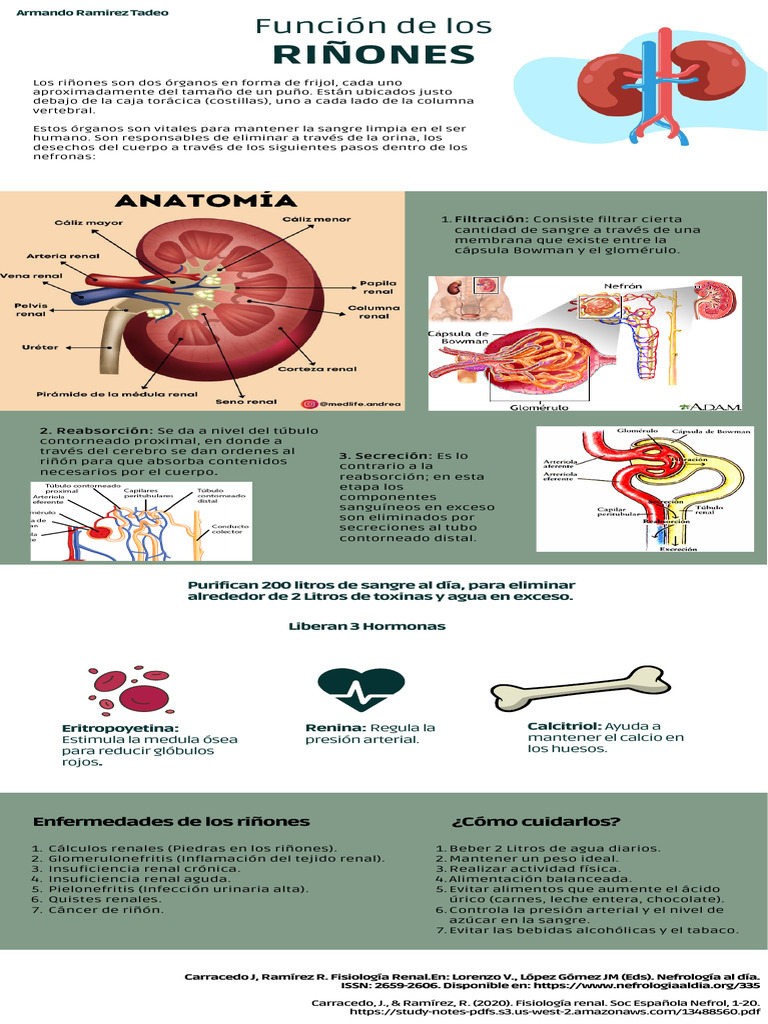 Infografía sobre la función renal | PDF | Riñón | Especialidades Medicas