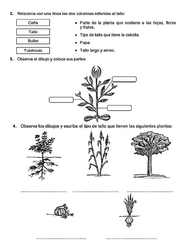 ficha-partes-del-tallo-pdf