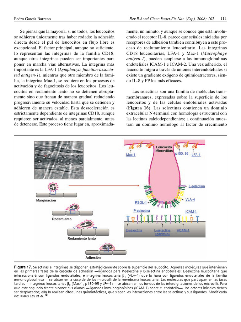 Adhesión Leucocitaria: Selectinas e Integrinas | PDF | Inflamación ...