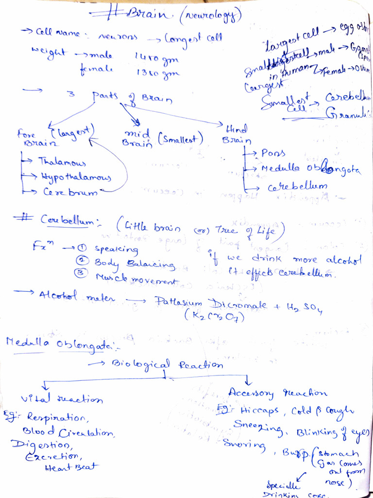 Brain Anatomy and Function Overview | PDF | Human Anatomy | Animal Anatomy