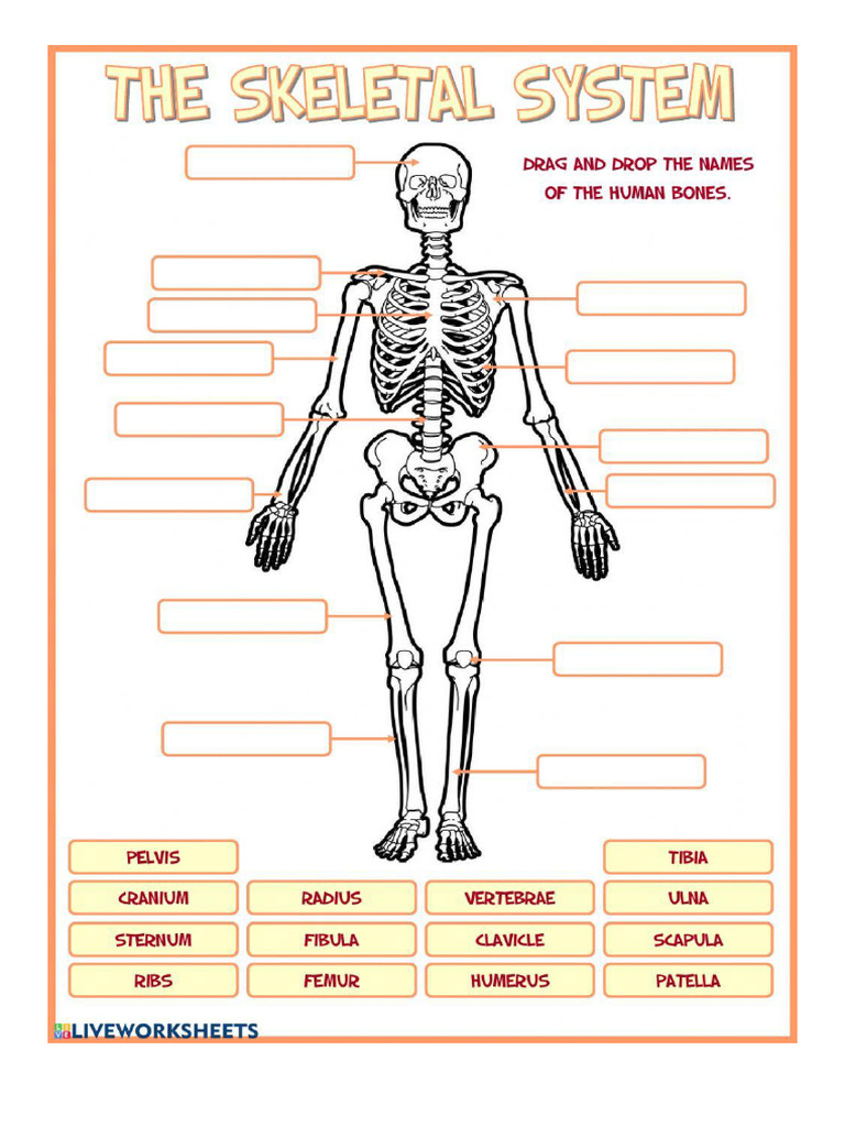 Skeletal System WS PDF | PDF