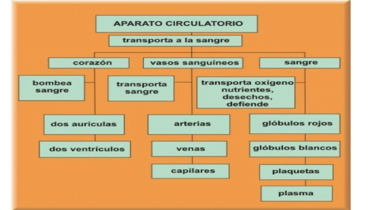 Mapa Conceptual Sistema Circulatorio Pdf