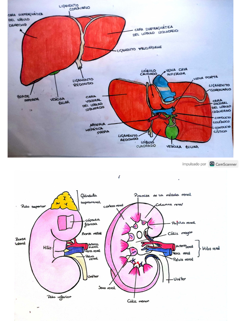 Dibujo Hígado y Riñones | PDF