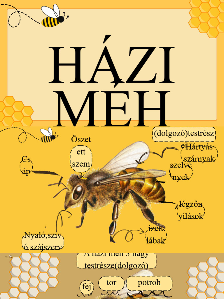 Házi MÉH | PDF