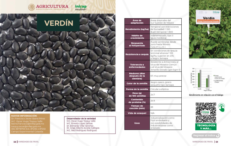 Variedad de Frijol Verdín: Rendimiento y Usos | PDF | Botánica ...
